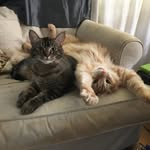 Aaron Seeman - @aaronkatzduckz - Instagram