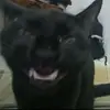 从Ƒ•AaronRB - @aaronselpa - TikTok