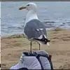 aaron shaffer - @aaron.shaffe.r - TikTok