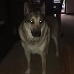 Aaron Shead - @aaronshead268 - Instagram