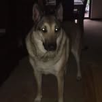 Aaron Shead - @aaronshead17 - Instagram