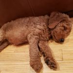 Aaron Sheng - @asheng081 - Instagram