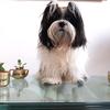 aaron_shihtzu - @aaron_shihtzu - TikTok