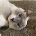 Aaron Shippy - Facebook