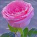 Aron Stuar Shey Smith - Facebook
