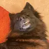 AragonDasSchlitzohr - @aronseiwert - TikTok