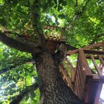 Aaron Smith - @treecraftdesignbuild - Instagram