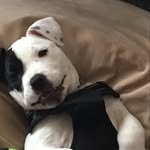 Aaron Spearin - @aaron_spearin - Instagram