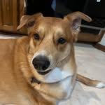 David Aaron Spiro - @ilikecoolthingslikecarsanddogs - Instagram