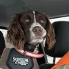 Nature with Sullie - @aaron.sullenger0 - TikTok