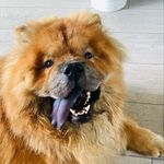 Aaron🐾 - @aaronsword_ - Instagram