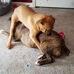 Aaron Tommy - @thomasm1333 - Instagram