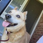 Aaron Toohey - @tooheys_new97 - Instagram