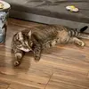 Aaron Torrey - @aaron.torrey1 - TikTok
