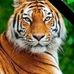 Aryan Tiger - Facebook