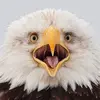 aarontrobaugh948 - @aarontrobaugh948 - TikTok