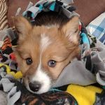 Aaron Troupe - @darth_troupe - Instagram