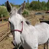 Aaron Troyer - @aaron.troyer6 - TikTok