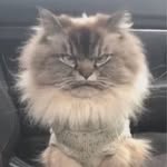 Aaron Venn - @aarontvenn - Instagram