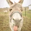 GrumpyDragon - @aaronwampler - TikTok