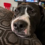 Aaron woolery - @i_love_my_dog_elsa_416 - Instagram