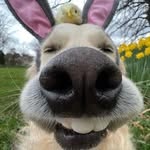 Airoz - @aaronwoomer4 - Instagram