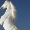 Abbas Sabbah - @abbas.sabbah58 - TikTok