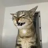 abbeybean - @bbeybean - TikTok
