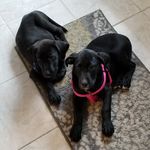 Abbey & Brady - @abbeybrady1 - Instagram