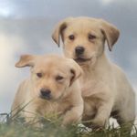 Abbey Butler - @porkypig802 - Instagram