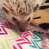 Abbeyfluffy - @abbeyfluffy - TikTok