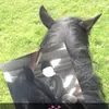 Equestriangirlll🐴💞 - @abbeymaxwell10 - TikTok