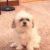 Abbey McCarthy🩷🌵🎀☀️🦋🐶🫶🏻 - @abbeylizmccarthy - TikTok