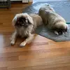 Abbey_Mitchell - @abbeymitchell424 - TikTok
