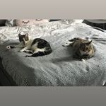 🐾 Abbey & Moon 🐾 - @abbeyandmoon - Instagram