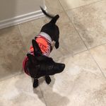 Abbey Jo Moser - @gerbils100 - Instagram