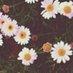 moses_abbey - @moses_abbey - TikTok
