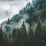 Abbey Murray - @coloradopinetree - Instagram