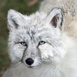 Abbey Normal - @fairytails_taxidermy - Instagram