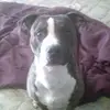 Abbey Normal - @abbeynormal2 - TikTok