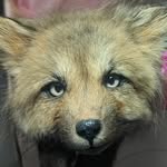 Abbey Normal - @abbey_normal_taxidermy_art - Instagram