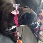 Abbey (Normal) Houle - @abbey_normal_houle - Instagram