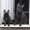 XL bully&Frenchie 😍 - @abbey_norton2003 - TikTok