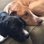 Abby & Olive • the wonder dogs - @abbyandolive - Instagram