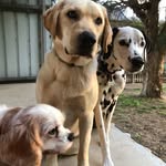 Chippy, Pepper, Abbey & Olive - @chippyandthegirls - Instagram
