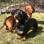 Abbey & Oliver - @wienerandschnitzel - Instagram