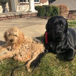 Abbey Patterson Dogstagram - @abbeypattyphoto - Instagram