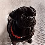 Penny Abbey Paul & Khloé - @pennylanethepug - Instagram