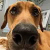 abby randolph - @nalaslover3 - TikTok