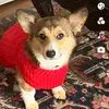 user43064081739 - @abbeyredd601 - TikTok